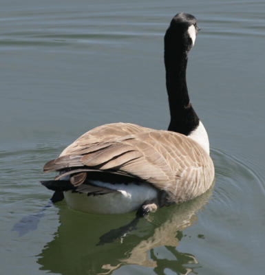 Canada Goose from the rear