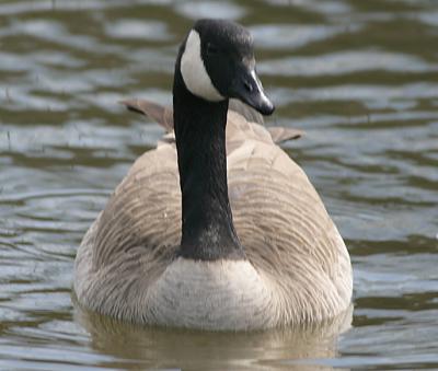 Canada Goose