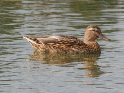 Mallard,female