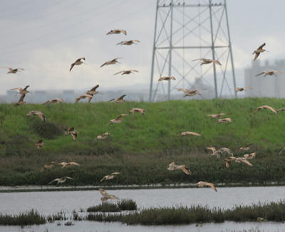 Marbled Godwits on the wing