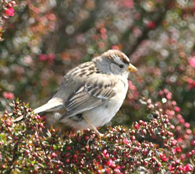 White-crowned Sparrow,first winter