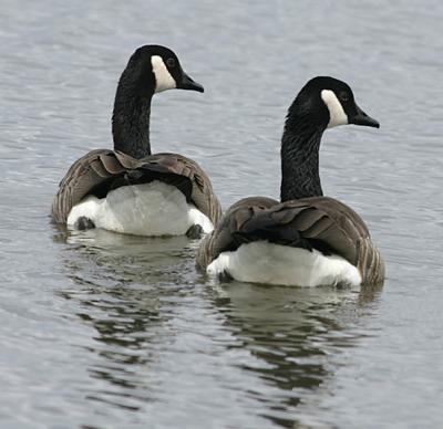 Canada Geese from the rear