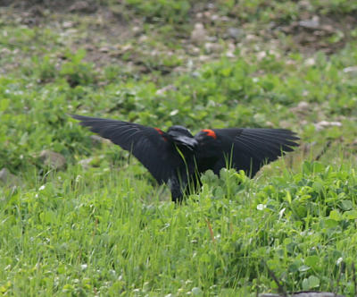 Redwinged Blackbird,male from the rear taking off