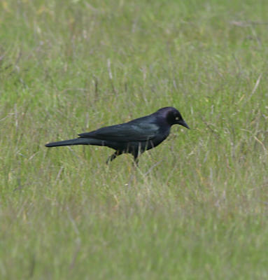 Brewer's Blackbird