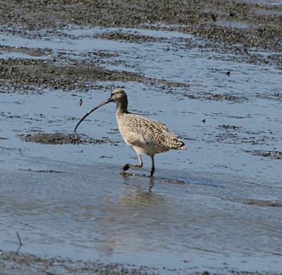 Long-billed Curlew
