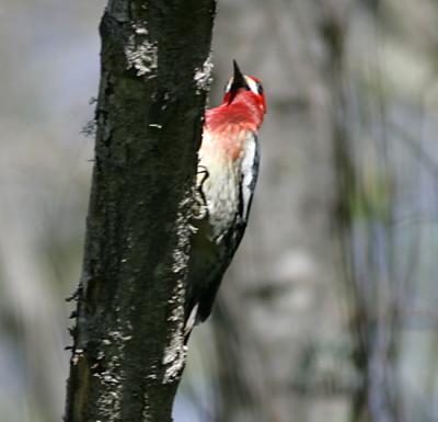 Red-breasted Sapsucker