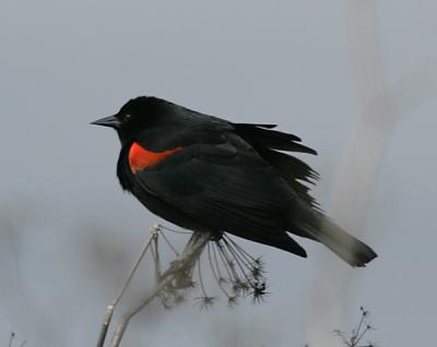 Redwinged Blackbird,male in the wind