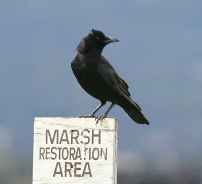 American Crow  with mussed hair