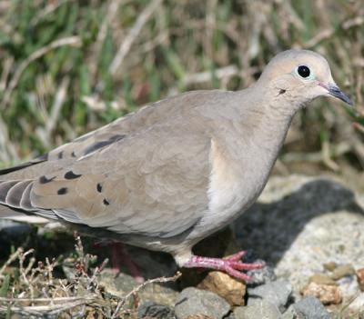 Mourning Dove