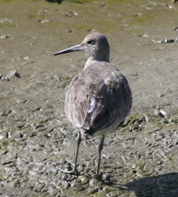 Willet from the rear