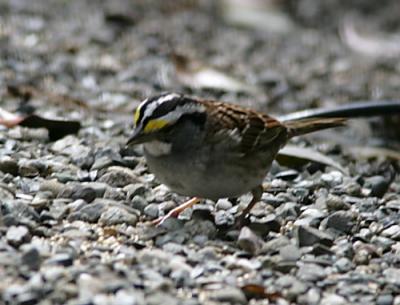 White-throated Sparrow