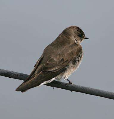 Northern Rough-winged Sparrow