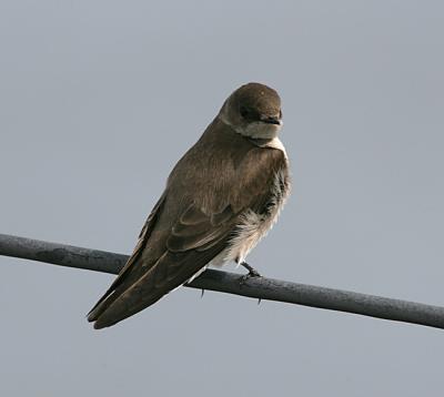 Northern Rough-winged Swallow