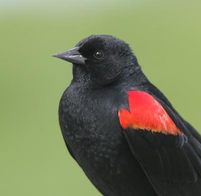 Redwinged Blackbird,male