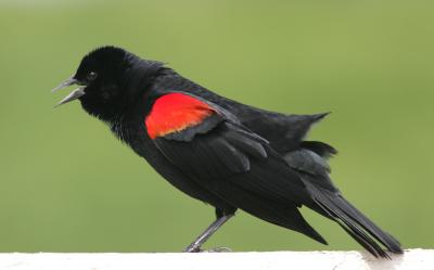 Redwinged Blackbird,male singing