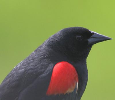 Redwinged Blackbird,male