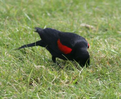 Redwinged Blackbird,male eating