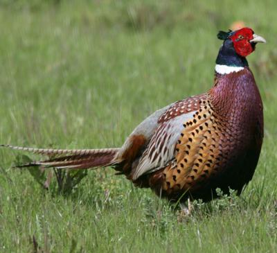 Ring-necked Pheasant,male 