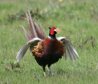 Ring-necked Pheasant,male with wings showing