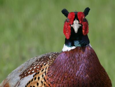 Ring-necked Pheasant,male