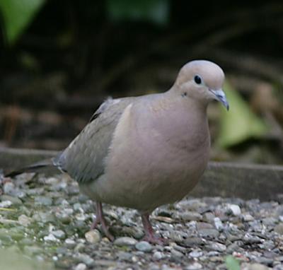 Mourning Dove