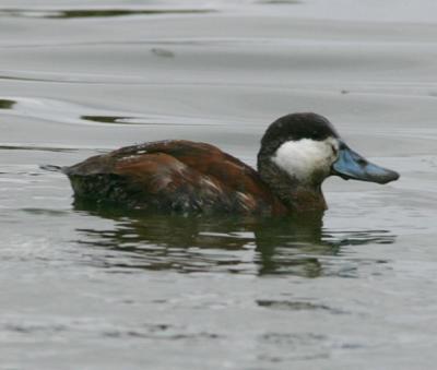Ruddy duck,male nonbreeding