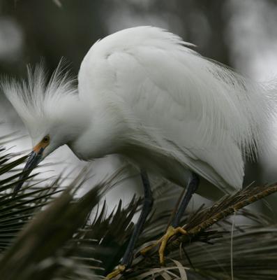 Snowy Egret in breeding plumage