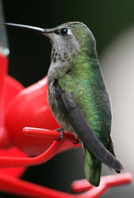 Anna's Hummingbird,male