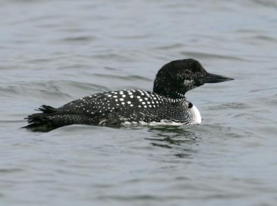 Common Loon in partial breeding plumage
