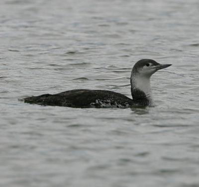 Red-throated Loon