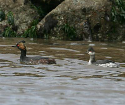 Eared Grebes,one in breeding plumage.the other not