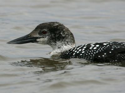 Common Loon in partial breeding plumage