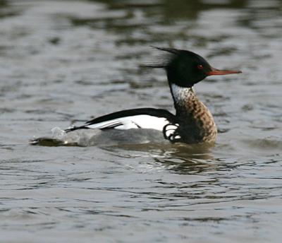 Red-breasted Merganser,male in breeding plumage