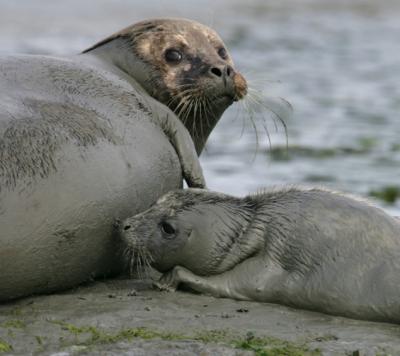 California Seal lion mom and pup