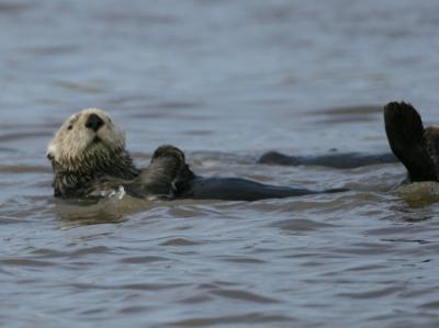 Sea Otter