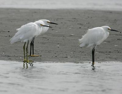 Snowy Egrets pointing into the wind