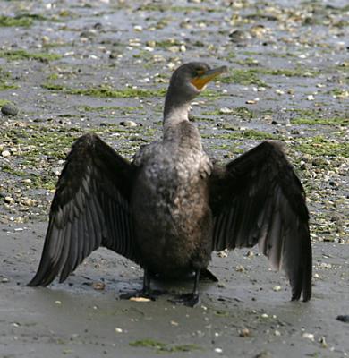 Double-crested Cormorant drying wings