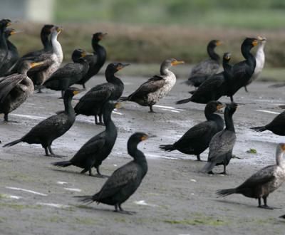 Double-crested Cormorants facing into the wind