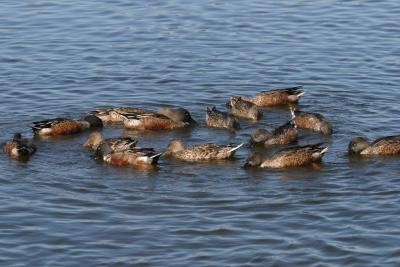 Northern Shovelers in eclipse in a display