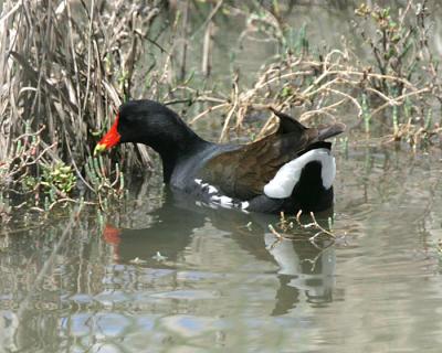 Common Moorhen in adult breeding plumage