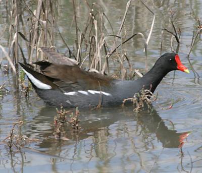 Common Moorhen in adult breeding plumage