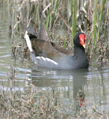 Common Moorhen in adult breeding plumage