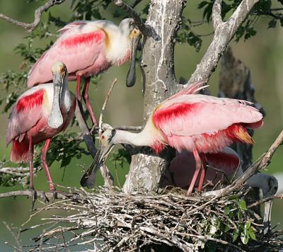 Roseate Spoonbills working on the nest