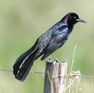 Boat Tailed Grackles