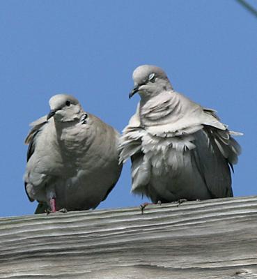 European Collared Doves