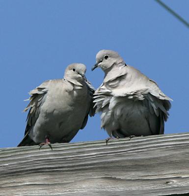 European Collared Doves