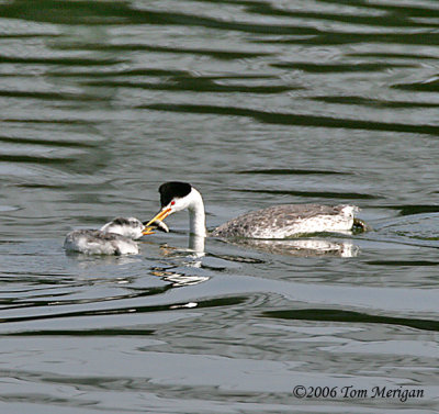 Clarks Grebes ,parent feeding baby