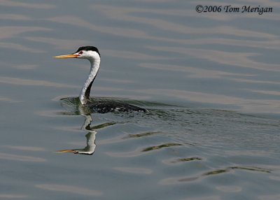 Clark's Grebe