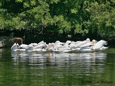 6.American White Pelicans coming up from fishing