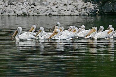 1.American White Pelicans moving toward fishing grounds